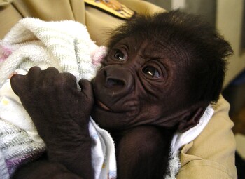 This face will make a Gorilla Grandma proud - Baby Western Lowland Gorilla